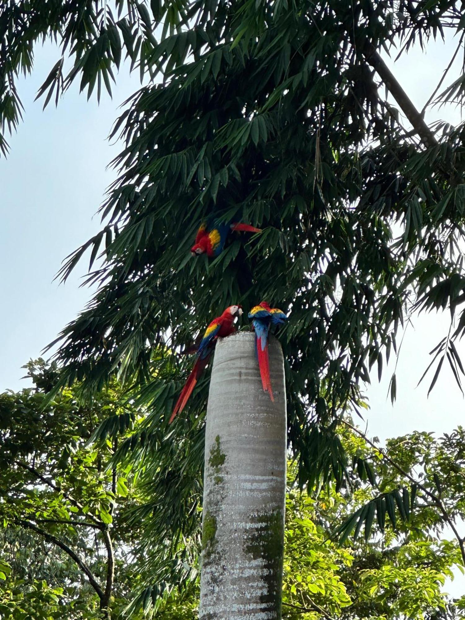 Hospedaje Colibri Manuel Antonio Dış mekan fotoğraf
